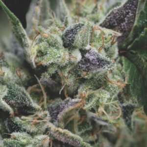 Pyramid Seeds Gorila Auto feminisiert