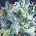 Pyramid Seeds Gelato Auto feminisiert