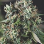 Pyramid Seeds Do Si Dos Auto feminisiert