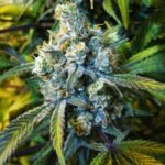 Nirvana Seeds Super Silver Haze feminisiert