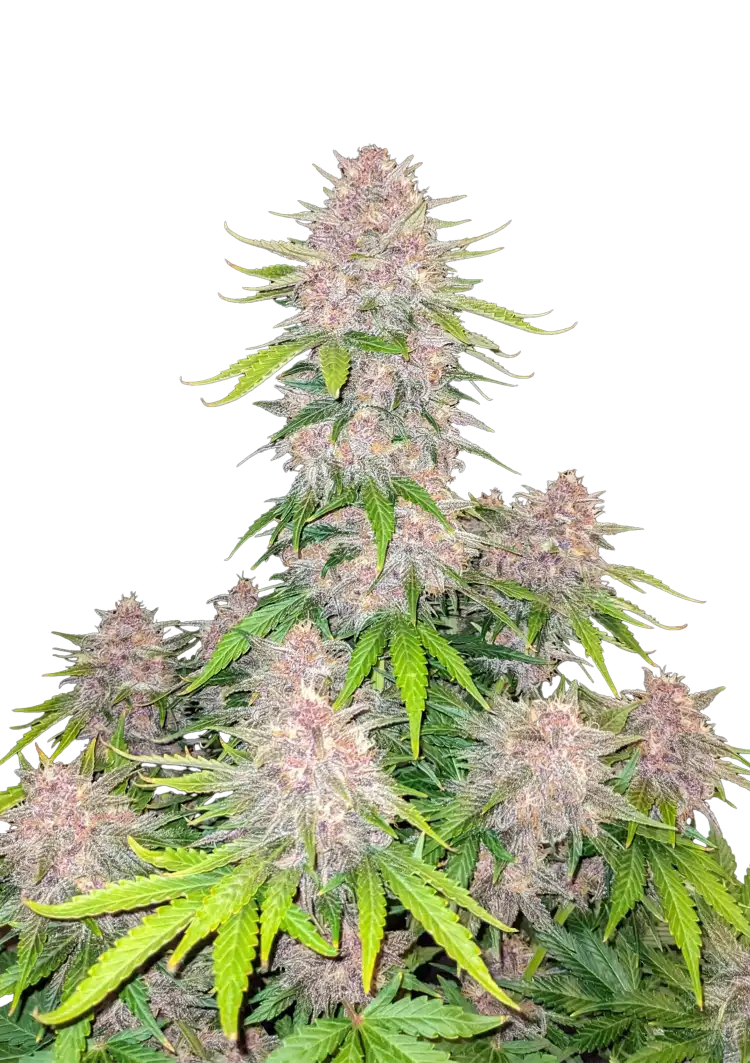 Fast Buds Cherry Cola Auto Hanfsamen – Bild 2