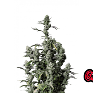Fast Buds Gorilla Z Auto Hanfsamen