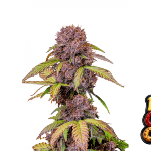 Fast Buds Lemon Cherry Cookies Auto Hanfsamen