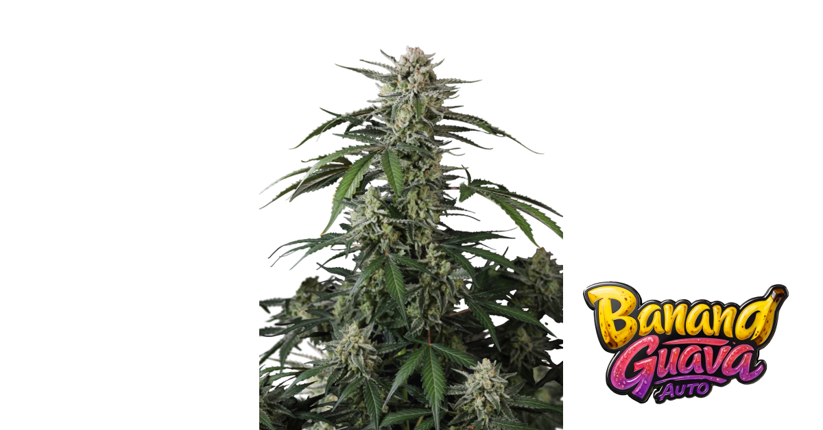 Fast Buds Banana Guava Auto Hanfsamen