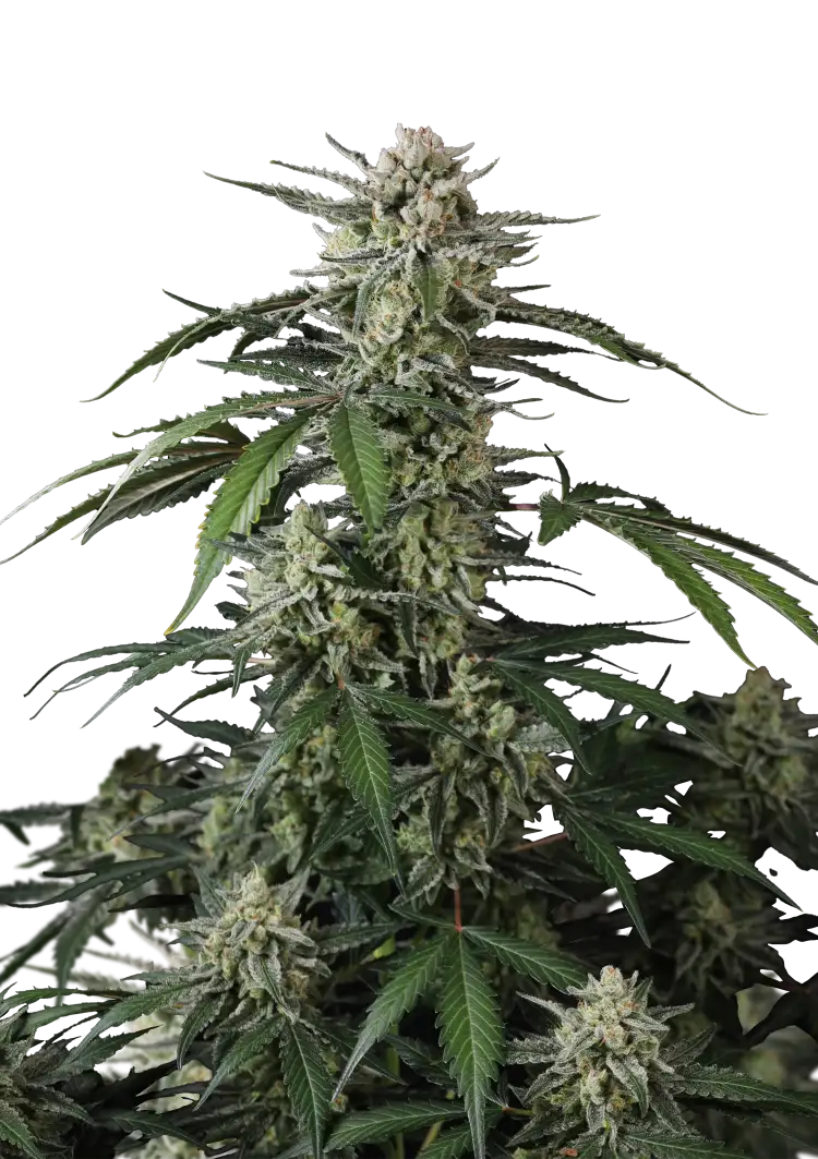 Fast Buds Banana Guava Auto Hanfsamen – Bild 2