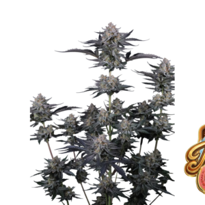 Fast Buds Mendo Guava Auto Hanfsamen