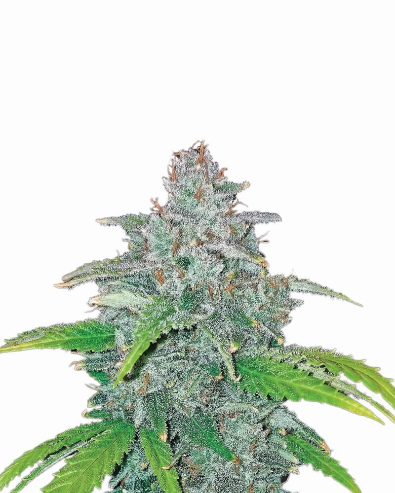 Nirvana Seeds Blue Dream Auto feminisiert