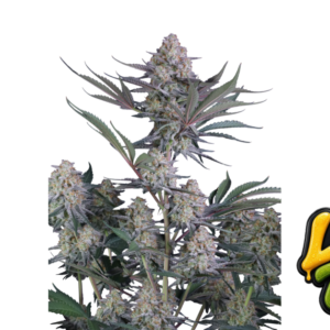 Fast Buds Lemon Tree Auto Hanfsamen