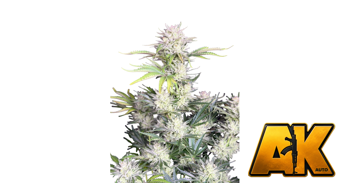Fast Buds AK Auto Hanfsamen