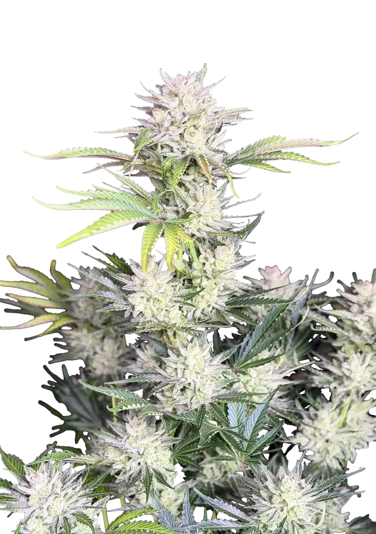 Fast Buds AK Auto Hanfsamen – Bild 2