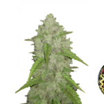 Fast Buds Amnesia Haze Auto Hanfsamen