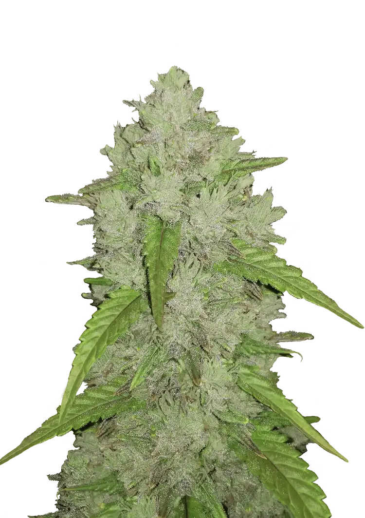 Fast Buds Amnesia Haze Auto Hanfsamen – Bild 2