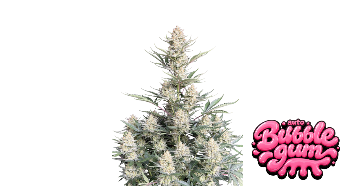Fast Buds BubbleGum Auto Hanfsamen