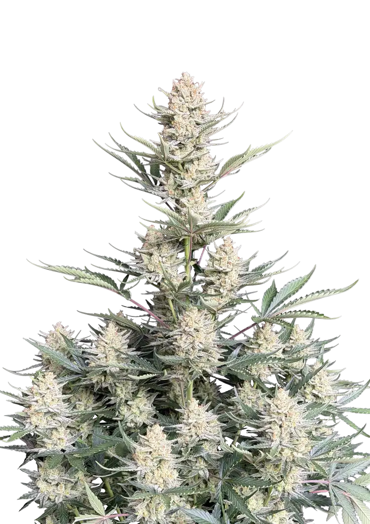 Fast Buds BubbleGum Auto Hanfsamen – Bild 2