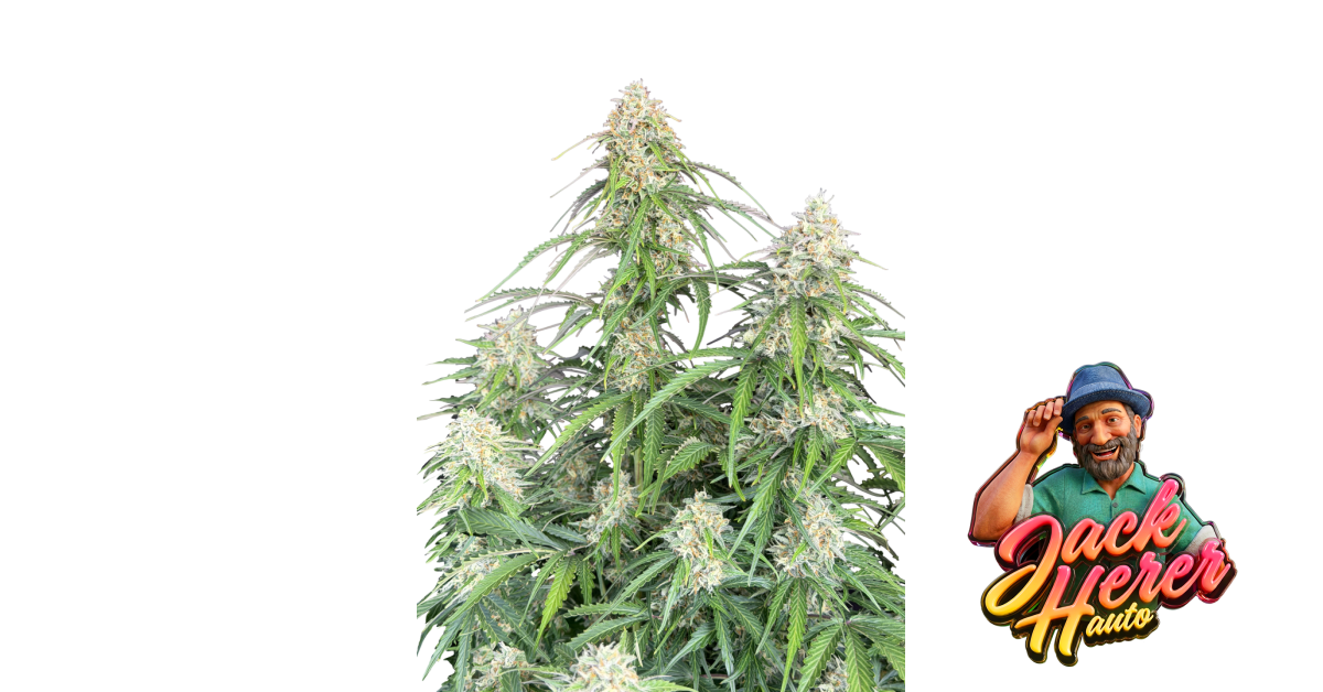 Fast Buds Jack Herer Auto Hanfsamen