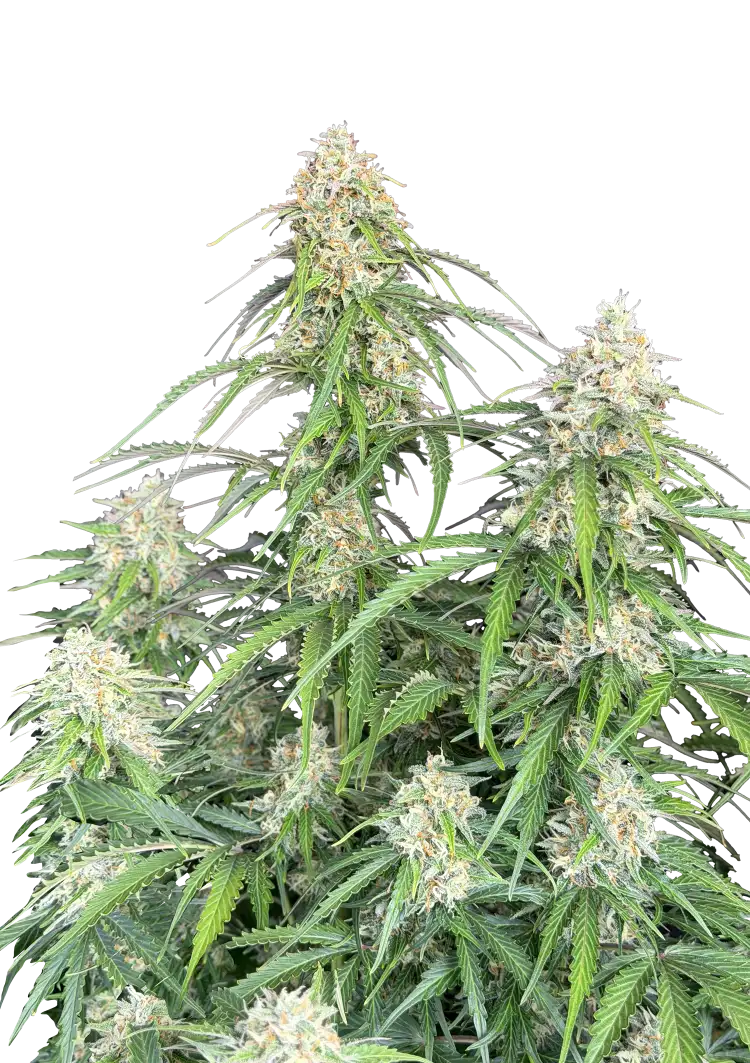 Fast Buds Jack Herer Auto Hanfsamen – Bild 2