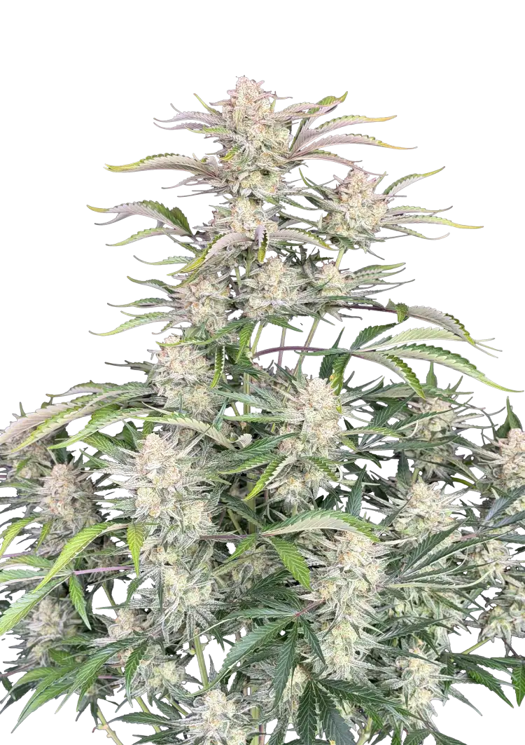 Fast Buds Sour Diesel Auto Hanfsamen – Bild 2