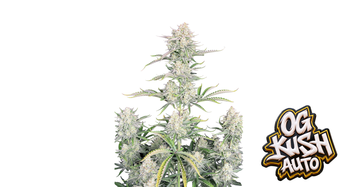 Fast Buds OG Kush Auto Hanfsamen