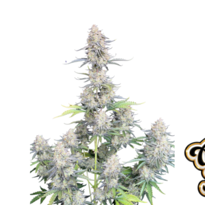 Fast Buds Afghan Kush Auto Hanfsamen