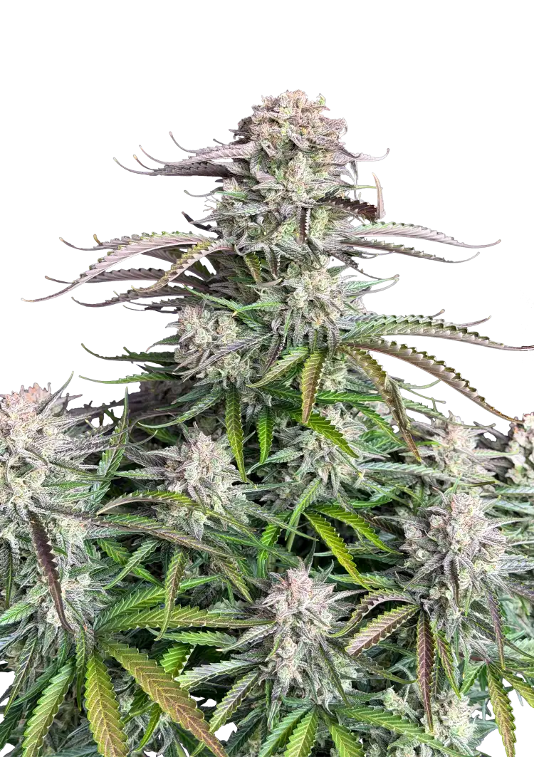 Fast Buds Blueberry Auto Hanfsamen – Bild 2