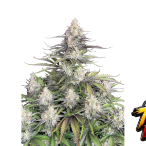 Fast Buds Trainwreck Auto Hanfsamen