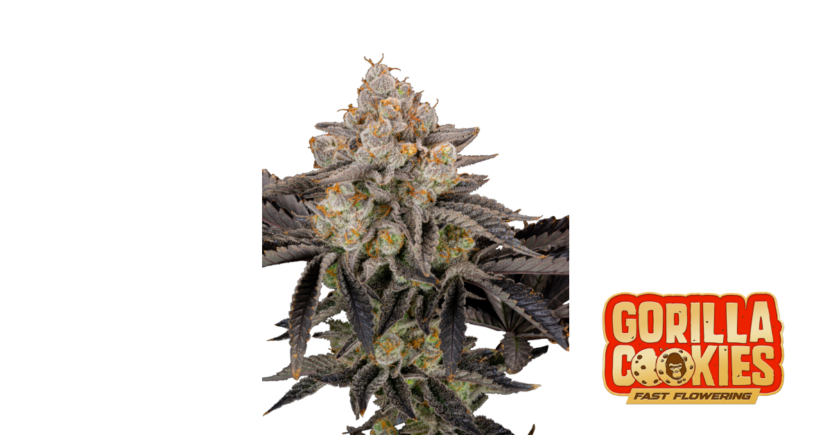 Fast Buds Gorilla Cookies FF Hanfsamen