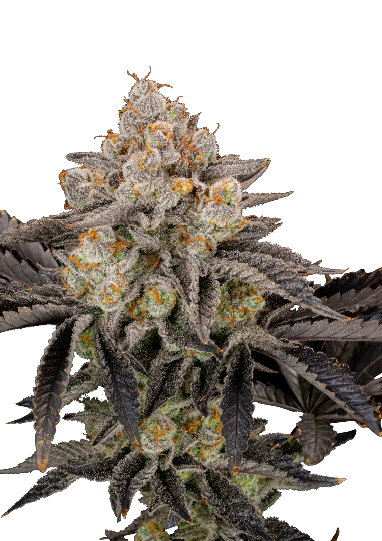 Fast Buds Gorilla Cookies FF Hanfsamen – Bild 2