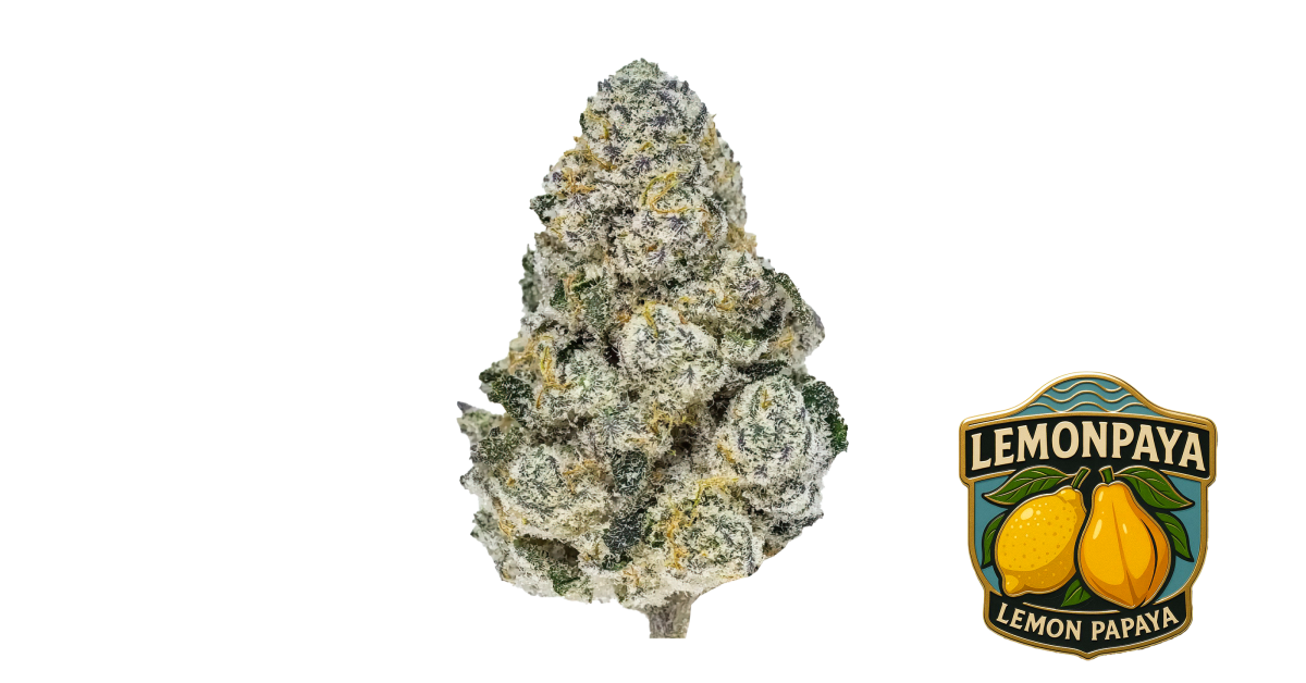 Fast Buds Lemonpaya Hanfsamen
