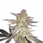 Nirvana Seeds Blueberry regulär