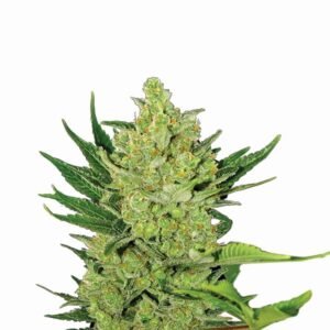 Nirvana Seeds Big Bud Auto feminisiert