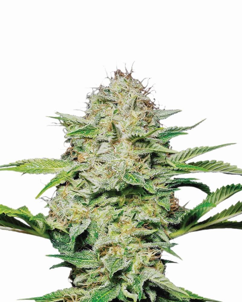 Nirvana Seeds Hindu Kush feminisiert