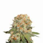 Nirvana Seeds Orange Bud regulär