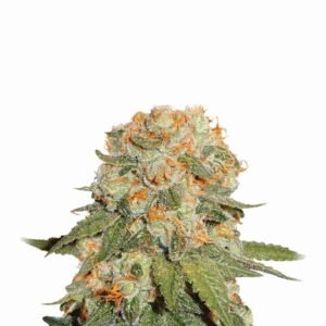 Nirvana Seeds Orange Bud regulär