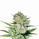 Nirvana Seeds Skunk #1 Auto feminisiert