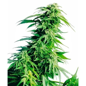 Sensi Seeds Hindu Kush regulär