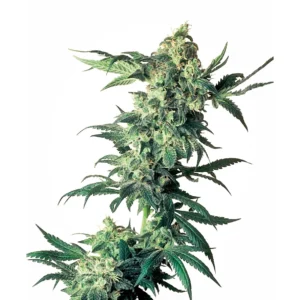 Sensi Seeds Northern Lights regulär