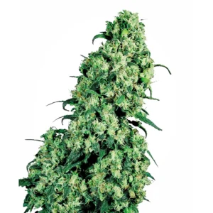 Sensi Seeds Skunk #1 feminisiert