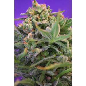 Sweet Seeds Sweet Cheese feminisiert
