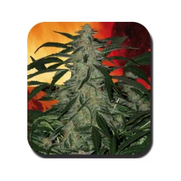Buddha Seeds Deimos Auto feminisiert
