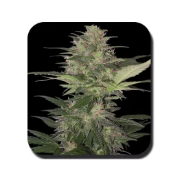 Buddha Seeds Red Dwarf Auto feminisiert