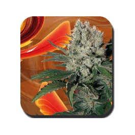 Buddha Seeds Syrup Auto feminisiert