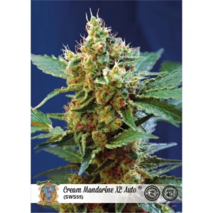 Sweet Seeds Cream Mandarine XL Auto feminisiert