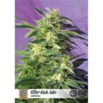 Sweet Seeds Killer Kush Auto feminisiert