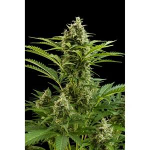 Buddha Seeds Vesta Auto feminisiert