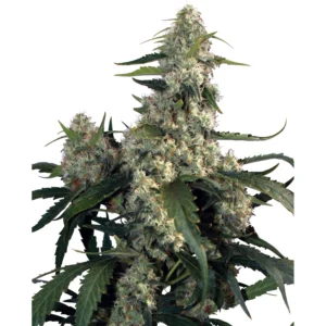 Buddha Seeds Quasar feminisiert
