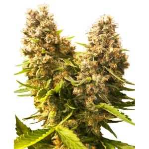 Sensi Seeds Banana Kush Cake Auto feminisiert