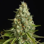 Silent Seeds Amnesia Lemon feminisiert