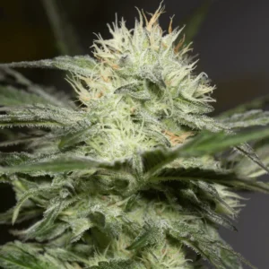 Silent Seeds Lemon Sorbet feminisiert