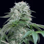Silent Seeds Starfire OG feminisiert