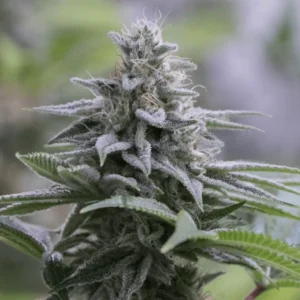 Silent Seeds Zkittlez 2.0 feminisiert